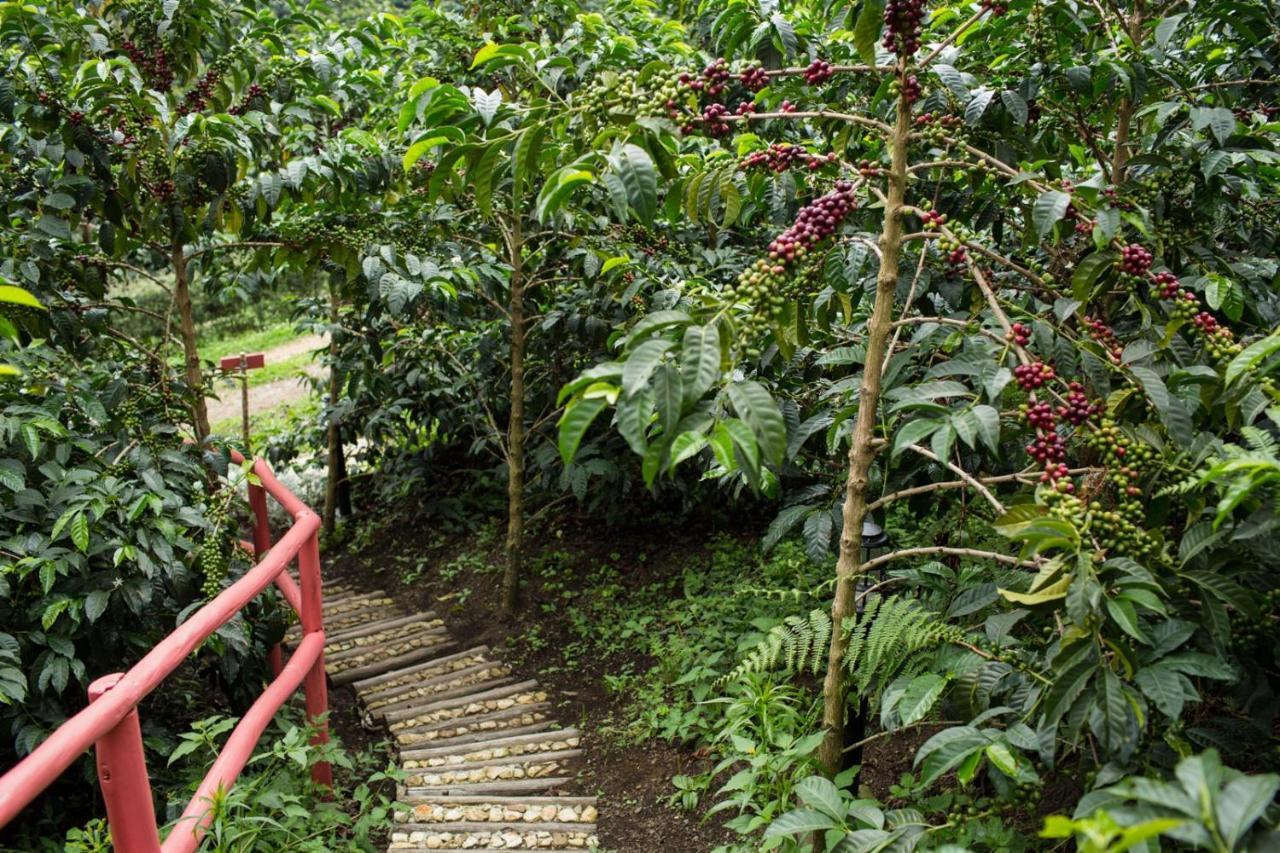 Coffee & Adventure Hotel By La Palma Y El Tucan Zipacon Dış mekan fotoğraf